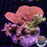 Montipora spp. „Monti Club“ WYSIWYG „AD Special“