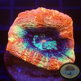 Homophyllia bowerbanki „Sicario“ WYSIWYG