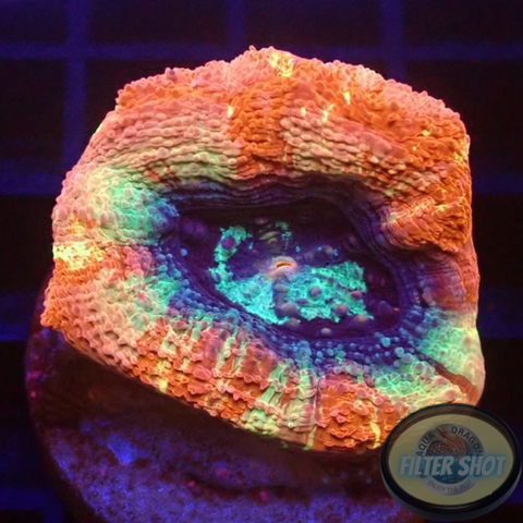 Homophyllia bowerbanki „Sicario“ WYSIWYG