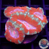 Micromussa spp. „Rainbow Heart“