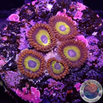 Krustenanemonen “Fruit Loops”