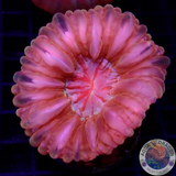 Cynarina lacrymalis „Crystal Cushion“ WYSIWYG