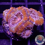 Micromussa spp. „Rainbow“ 🌈 WYSIWYG