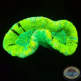 Trachyphyllia spp. „Marble“ WYSIWYG