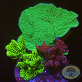 Montipora spp. „Monti Club“ WYSIWYG „AD Special“