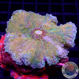 Ricordea yuma „24K Jumbo“ WYSIWYG
