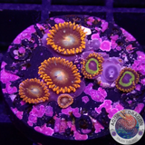 Krustenanemonen „Tequila Loops“ WYSIWYG