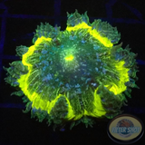 Phymanthus crucifer WYSIWYG