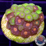 Krustenanemonen „Kiwi Ninja“ WYSIWYG „AD Special“