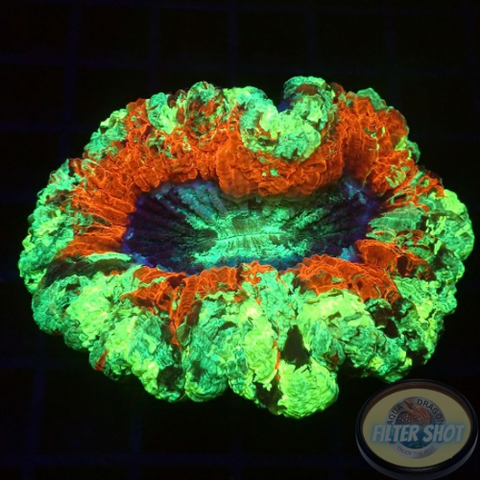 Trachyphyllia spp. „Joker Smile“ WYSIWYG