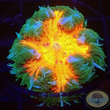 Phymanthus crucifer WYSIWYG