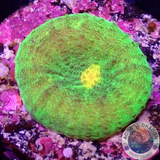 Echinophyllia spp. „Baby Invader“ WYSIWYG