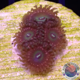 Krustenanemonen „YNI“ WYSIWYG „AD Special“