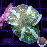 Discosoma spp. „Paint Jaw“ WYSIWYG „AD Special“