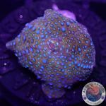 Discosoma spp. „Blue Croco“ WYSIWYG „AD Special“