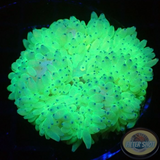 Radianthus crispa WYSIWYG