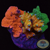 Montipora spp. „Monti Club“ WYSIWYG „AD Special“