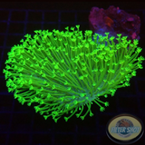 Sarcophyton spp. „Toxic Whip“