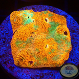 Echinophyllia spp. „Crush“ WYSIWYG „AD Special“