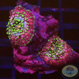 Discosoma spp. „Lava Lamp“ „AD Special“