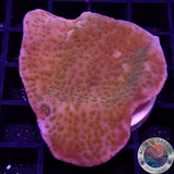 Montipora spp. „Sunset“ WYSIWYG „AD Special“