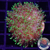 Rhodactis spp. „Fuzzy“ WYSIWYG