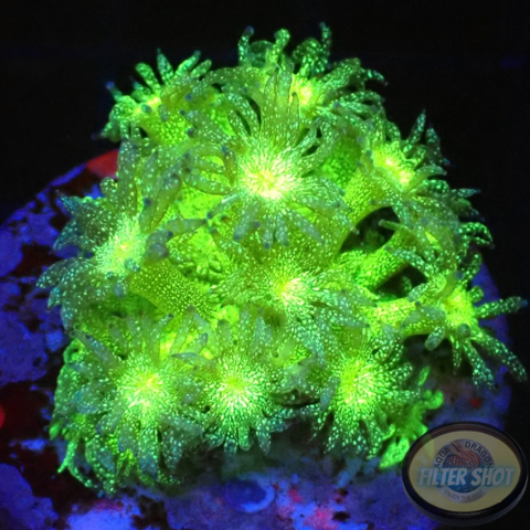 Goniopora spp. „Glitter 💣“ WYSIWYG