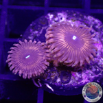 Krustenanemonen “Night Crawler” WYSIWYG