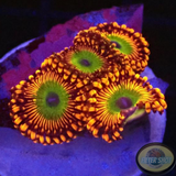 Krustenanemonen „Bowser“ WYSIWYG