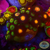 Krustenanemonen „Rasta Nipple“