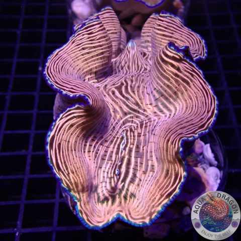 Tridacna derasa WYSIWYG