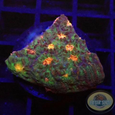 Echinophyllia spp. „Miami“