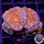 Micromussa spp. „DL Rainbow“ 🌈