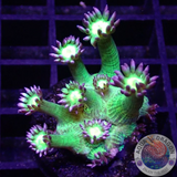 Goniopora spp. „Frog Skin“ 🐸 AD Special