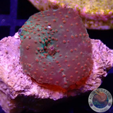 Discosoma spp. „Dotty“