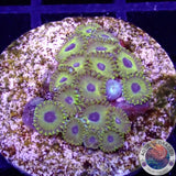 Krustenanemonen „Golden Hornet“ 🐝 WYSIWYG „AD Special“