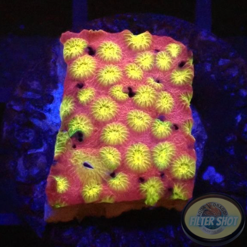 Cyphastrea spp. “Bling Bling”