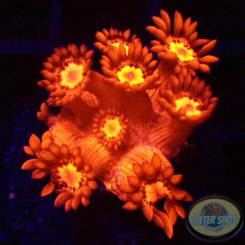 Goniopora spp. „Fire Flower“ 🔥