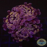 Euphyllia baliensis „Deep Purple“