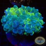 Plerogyra sinuosa „Bubble Splash“ WYSIWYG „AD Special“