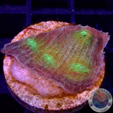 Echinophyllia spp. „Golden Leaf“