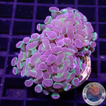 Euphyllia baliensis “Hologram” WYSIWYG