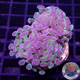 Euphyllia baliensis “Hologram” WYSIWYG