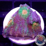 Echinophyllia spp. “After Shock” WYSIWYG
