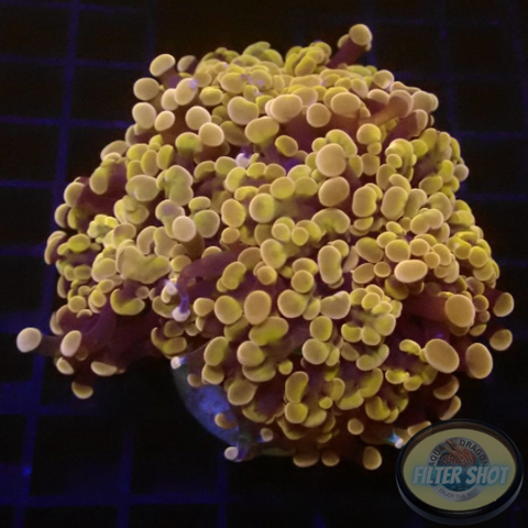 Euphyllia baliensis “Brooklyn” WYSIWYG “AD Special”