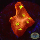 Echinophyllia spp. „Martian“ WYSIWYG „AD Special“