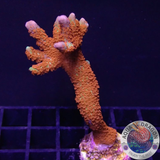 Montipora samarensis „Forest Fire“