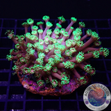 Goniopora spp. „Master Flower“ WYSIWYG