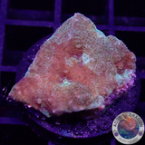 Acanthastrea echinata „Moony“ WYSIWYG