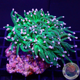 Euphyllia glabrescens „Glitter“ WYSIWYG